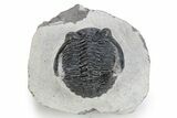 Detailed Hollardops Trilobite - Ofaten, Morocco #271536-3